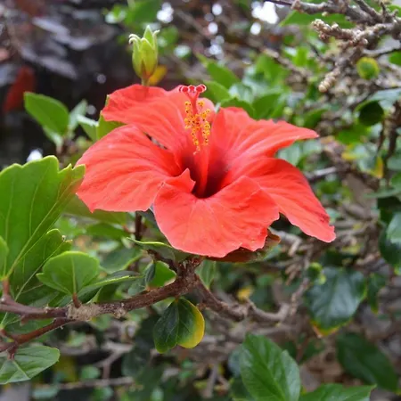 Vakantiehuis 152 Bajamar (La Laguna)