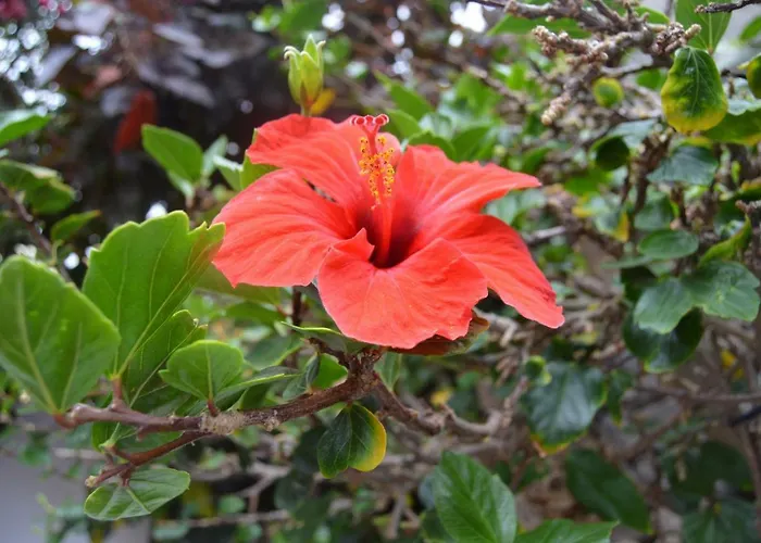 Hébergement de vacances 152 Bajamar (La Laguna)